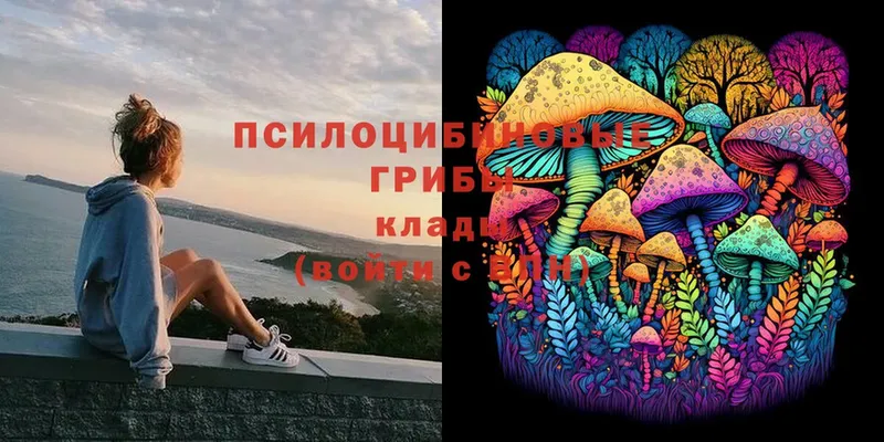 Галлюциногенные грибы Psilocybe  Конаково 